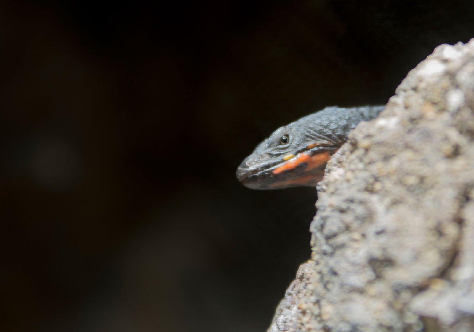 San Diego Zoo Part I 157